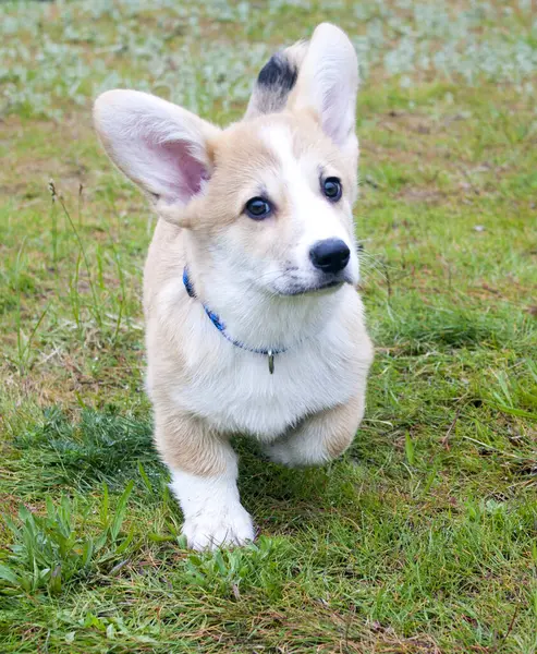 Charming Puppy Corgi Pembroke His First Walk — Stock Photo, Image