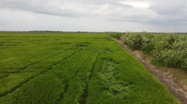 Green fields. Shooting from a drone. Camera movement up. High quality FullHD aerial footage