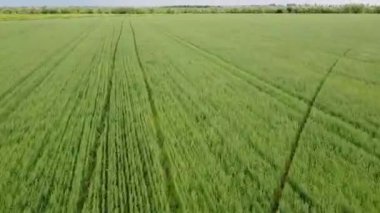 Quick drone flight over green wheat fields and ploughing. High quality FullHD footage