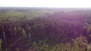 Panorama of a dense forest and a highway at sunset. High quality FullHD footage