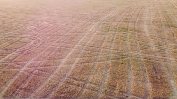 Yellow Wheat Field Harvest Sunset High Quality Fullhd Footage — Αρχείο Βίντεο