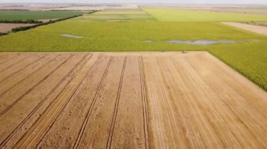 A flooded sunflower field next to a wheat field. Natural disaster. Climate change. High quality FullHD footage