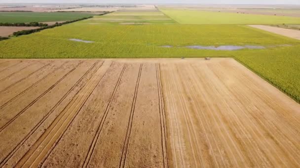 Flooded Sunflower Field Next Wheat Field Natural Disaster Climate Change — Video