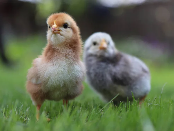 Portrait of two small chickens on green grass. High quality photo
