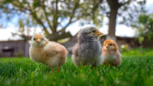 Three small proud chickens with a blurred background. Fisheye Lens. High quality photo