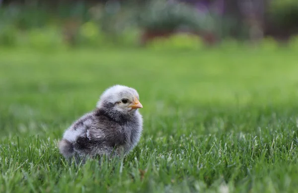 Ein Graues Kleines Huhn Grünen Gras Hochwertiges Foto Stockbild