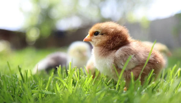 Profil Porträt Eines Schönen Kleinen Huhns Grünen Gras Hochwertiges Foto lizenzfreie Stockfotos