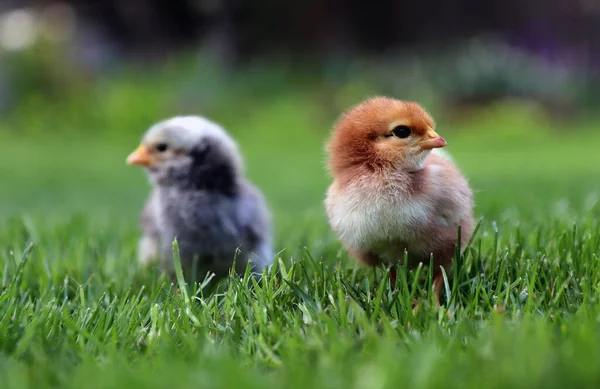 Zwei Niedliche Kleine Hühner Hinterhof Gras Hochwertiges Foto Stockbild