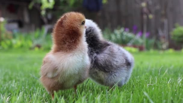 Two Small Chickens Cuckooing Beak Eyes Green Grass Slow Motion — Vídeo de stock