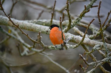Bullfinch sitting in tree red and bright Kumla Sweden december 25 2022