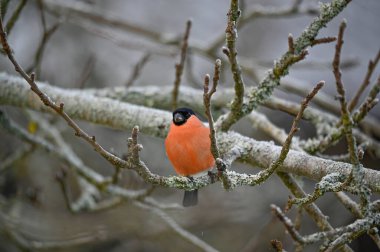 Bullfinch sitting in tree red and bright Kumla Sweden december 25 2022