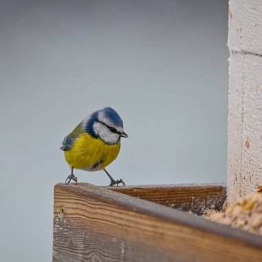 Eurasian blue tit in garden Kumla Sweden december 25 2022