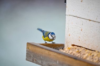 Eurasian blue tit in garden Kumla Sweden december 25 2022