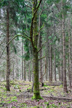 old tree with green moss on trunk Kumla Sweden january 30 2023