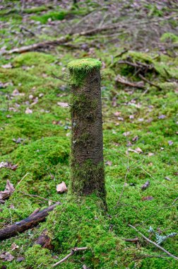 high tree stump covered in green moss Kumla Sweden january 30 2023
