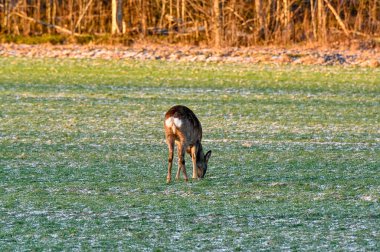 roe deer on green field in february Motala Sweden february 4 2023