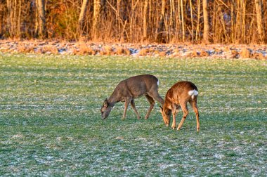 roe deer on green field in february Motala Sweden february 4 2023