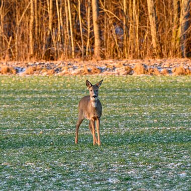 roe deer on green field in february Motala Sweden february 4 2023