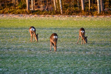 roe deer on green field in february Motala Sweden february 4 2023