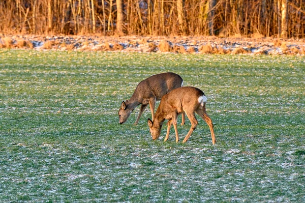 roe deer on green field in february Motala Sweden february 4 2023