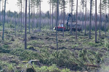 Kızıl Orman Makinesi 10 Şubat 2023 'te kesim alanında çalışan Kumla İsveç' i yönlendiriyor.