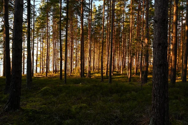 Pôr Sol Através Floresta Pinheiros Com Arroz Mirtilo Motala Suécia — Fotografia de Stock