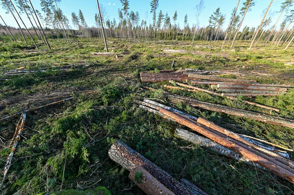 Cutting Area Stacked Timber Sweden Kumla February 2023 — ストック写真