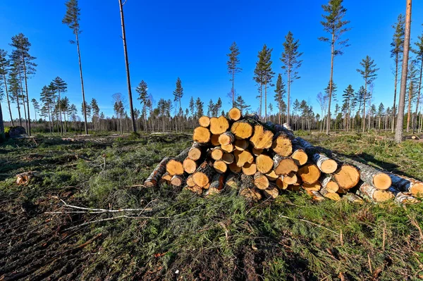 Cutting Area Stacked Timber Sweden Kumla February 2023 — Foto de Stock