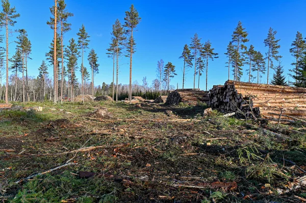 Cutting Area Stacked Timber Sweden Kumla February 2023 — Foto de Stock