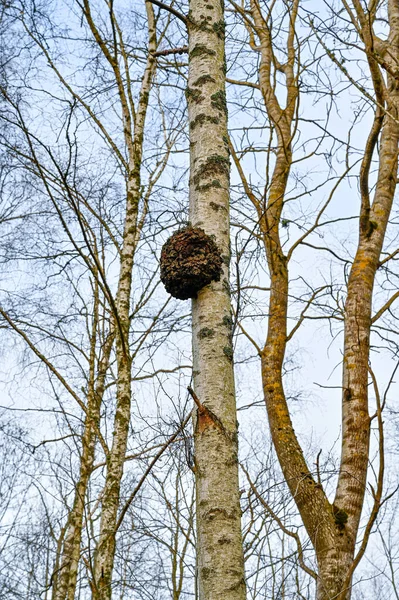 Σημύδα Inonotus Obliquus Στον Κορμό Δέντρων Kumla Σουηδία Φεβρουάριος 2023 — Φωτογραφία Αρχείου