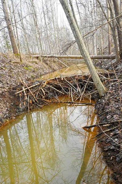 stock image beaver dam in small stream Kumla Sweden february 27 2023