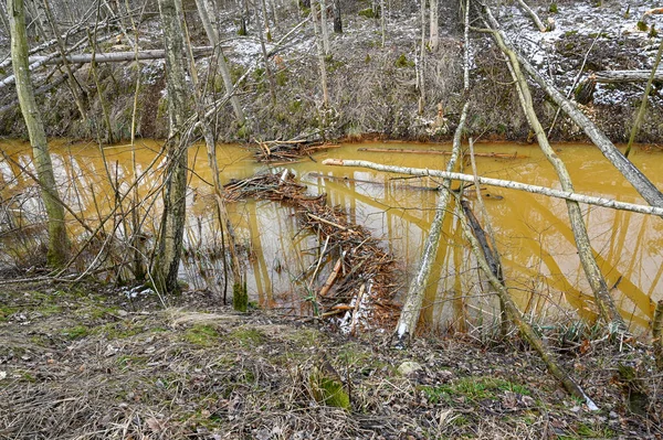 Stock image beaver dam in small stream Kumla Sweden february 27 2023