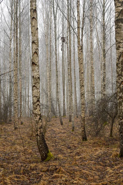 stock image Birch wood an early misty morning in march Kumla Sweden march 19 2023