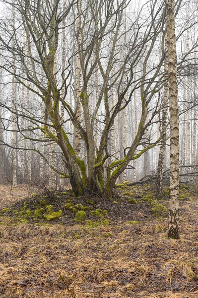 Δάσος Μυστικιστική Αναζητούν Δέντρο Που Καλύπτεται Από Βρύα Kumla Σουηδία — Φωτογραφία Αρχείου