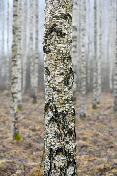 Birch Wood Early Misty Morning March Kumla Sweden March 2023 — Stock Photo, Image