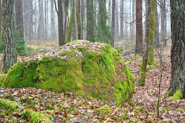 Großer Stein Mit Grünem Moos Und Blättern Bedeckt Kumla Schweden — Stockfoto