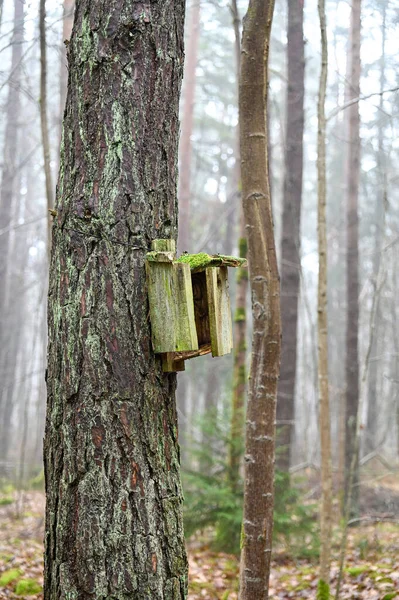Odl Broekn Bird House Hanging Tree Trunk Kumla Suecia Marzo —  Fotos de Stock