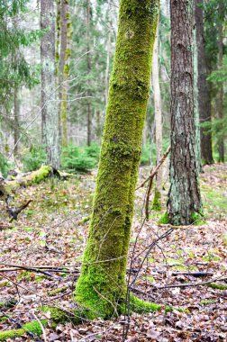 Ağaç gövdesi yeşil yosunlarla kaplıydı.