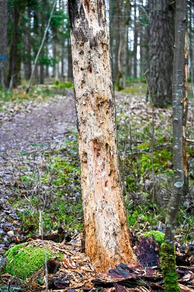 stock image tree trunk with holes after birds feeding Kumla Sweden march 24 2023