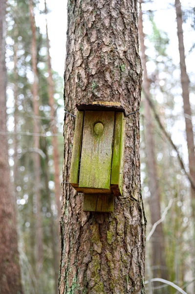 Παλιό Σπασμένο Κουτί Ωοτοκίας Κρέμεται Μόνο Στον Κορμό Δέντρο Kumla — Φωτογραφία Αρχείου