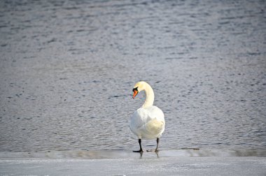 Suya yakın buzda duran dilsiz kuğu Kumla İsveç 27 Mart 2023