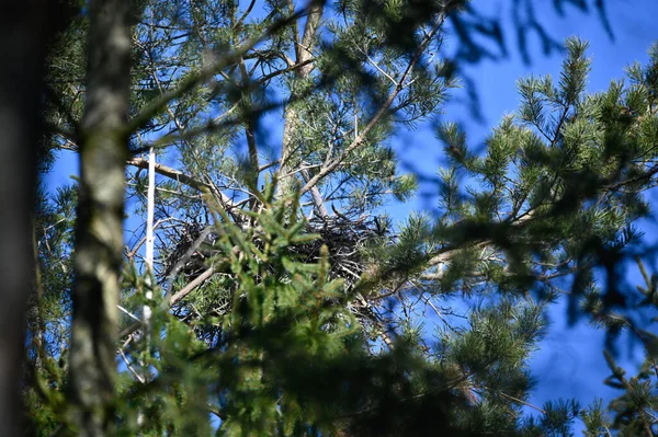 Grande Aves Ninho Alto Árvore Kumla Suécia Marcha 2023 — Fotografia de Stock