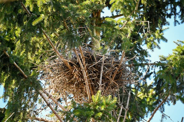 大鸟在树的高处筑巢Kumla瑞典进军272023 — 图库照片
