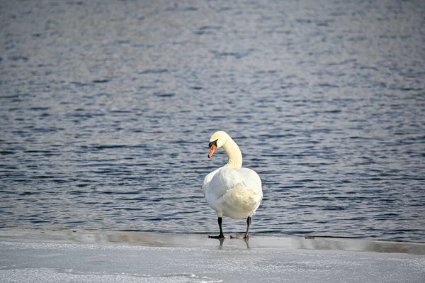 Mute Swan Standing Ice Water Kumla Sweden March 2023 — Stock Photo, Image