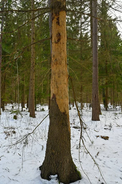Ευρωπαϊκό Σκαθάρι Φλοιού Ερυθρελάτης Βλάψει Ερυθρελάτη Στο Δάσος Kumla Σουηδία — Φωτογραφία Αρχείου