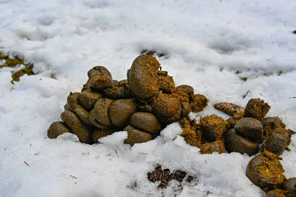 pile of horse shit on snow in forest Kumla Sweden april 4 2023