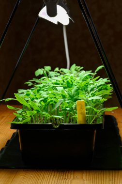 14 Nisan 2023 'te sera Kumla İsveç ekimi için küçük domates bitkileri yetiştirmek.