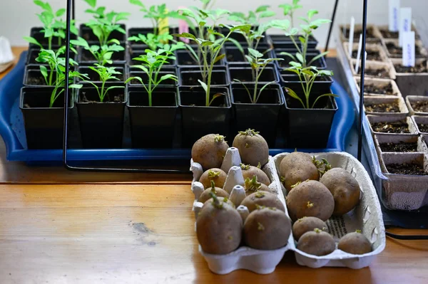 Tabela Com Plantas Tomate Batatas Semente Kumla Suécia 2023 Abril — Fotografia de Stock