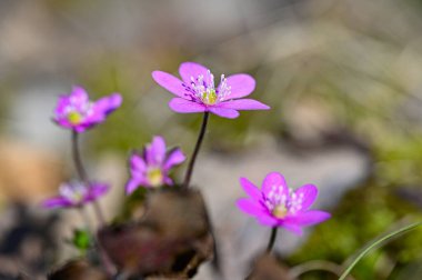 Mavi anemon hepatikası Hallabrottet Kumla İsveç 'i kapatın 22 Nisan 2023