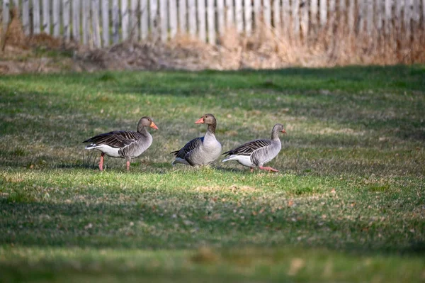 Greylag Goose Walking Grass Motala Sweden April 2023 — Stock Photo, Image